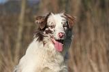 BORDER COLLIE 1451